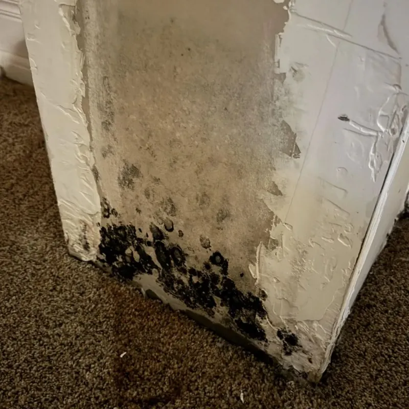 Professional Mold Removal in McIntosh, NM